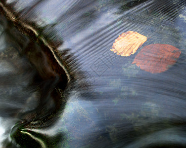 水下秋叶的彩色细节摄影图片