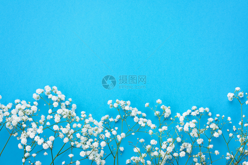 蓝色背景的白花朵平整的图片