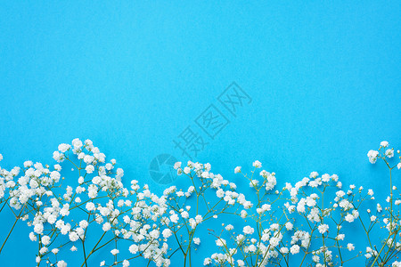 蓝色背景的白花朵平整的背景图片