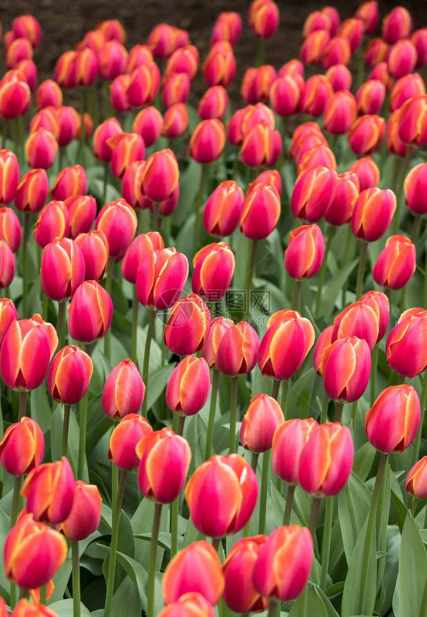 红郁金香花朵图片