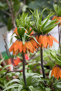 春开的橙色Fritillaria帝国主图片