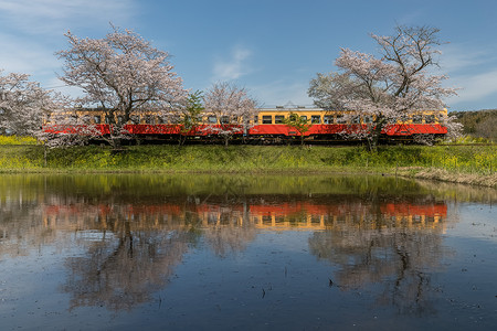 小凑铁道列车和樱花在春季点亮小凑线是日本千叶县图片