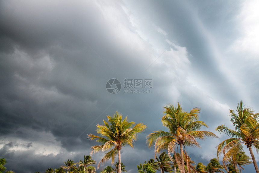 风中棕榈与暴风天空对抗图片