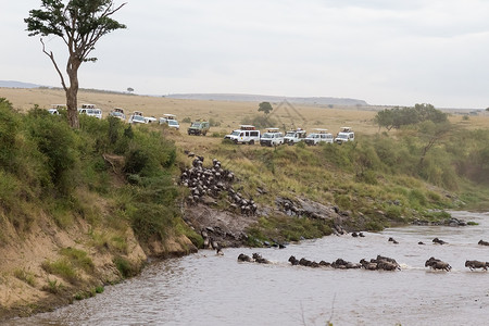 肯尼亚Mara图片