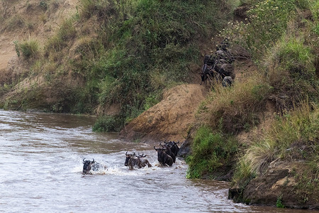 开始跨越马拉河上的野生动物肯尼亚图片