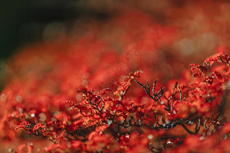 Glaciares公园的树木涂上明红油漆图片