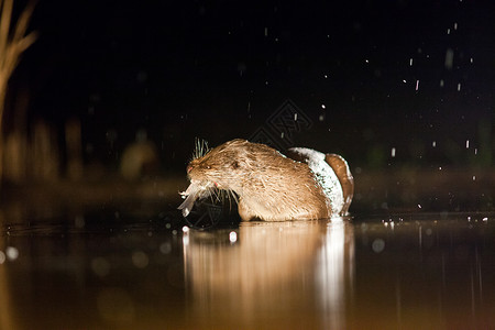 欧洲水獭Lutralutra在雨夜捕鱼图片