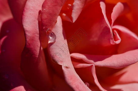 落在娇嫩玫瑰花瓣上的水滴图片