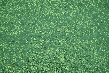 在操场上黑橡胶地板的超绿色纹理乙烯二苯乙烯单图片