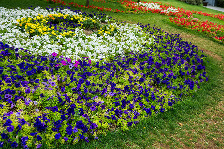 公园里的花床多彩的花铺在草坪图片