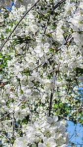 樱花或樱花盛开春天空背景上盛开的树枝白花自然季节嫩禅景观图片