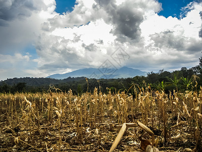 一个典型的小玉米田来自坦桑图片