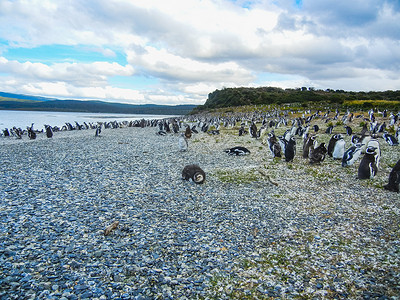 南极大陆地平原群岛上的磁企鹅在图片