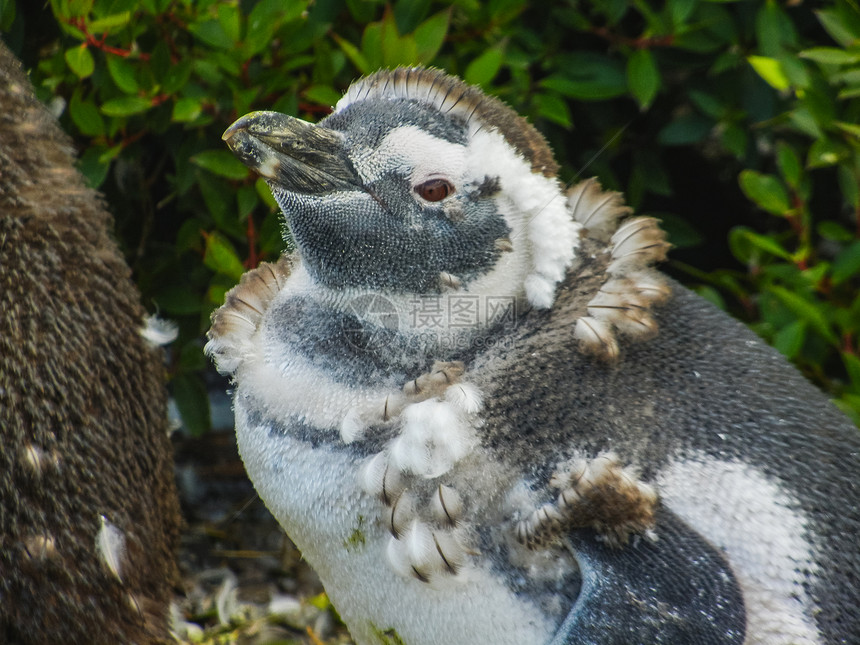 洛根蒂纳群岛上的岩浆企鹅关闭了南图片