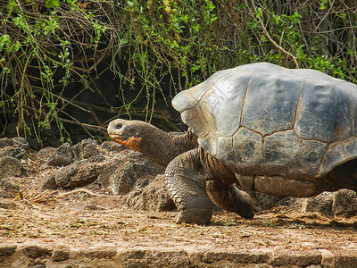 象牙龟加拉帕戈斯乌龟加拉帕戈斯图片
