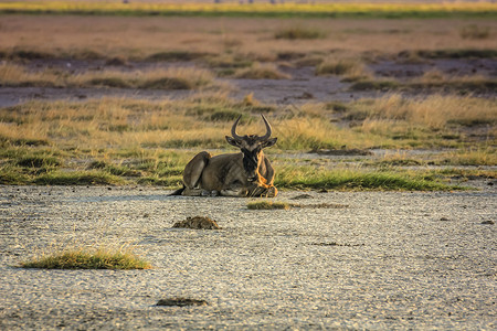 非洲Kenya公园Wildebee图片