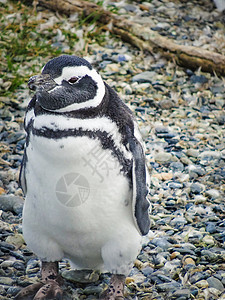 火地岛群上的麦哲伦企鹅islasdetierradelfuego图片