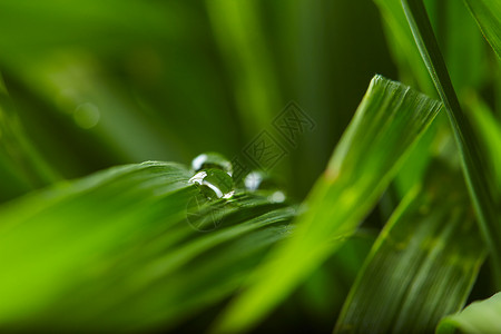 绿草上的水滴特写图片