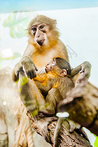 猴子胸前有一只小猴子图片