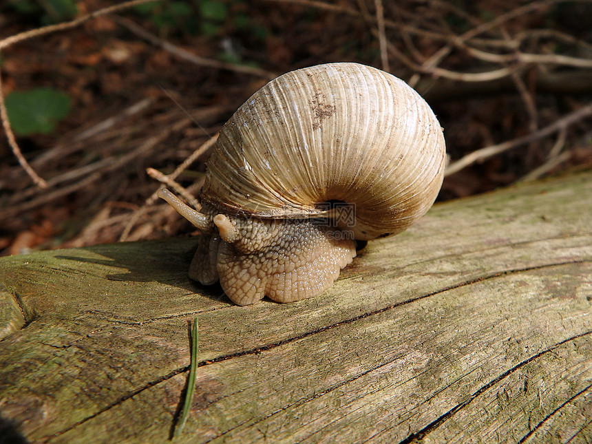 罗马蜗牛勃伦底蜗牛食用蜗牛Helixpo图片