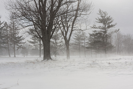 雪落在冬天一个刮风无色的日子图片