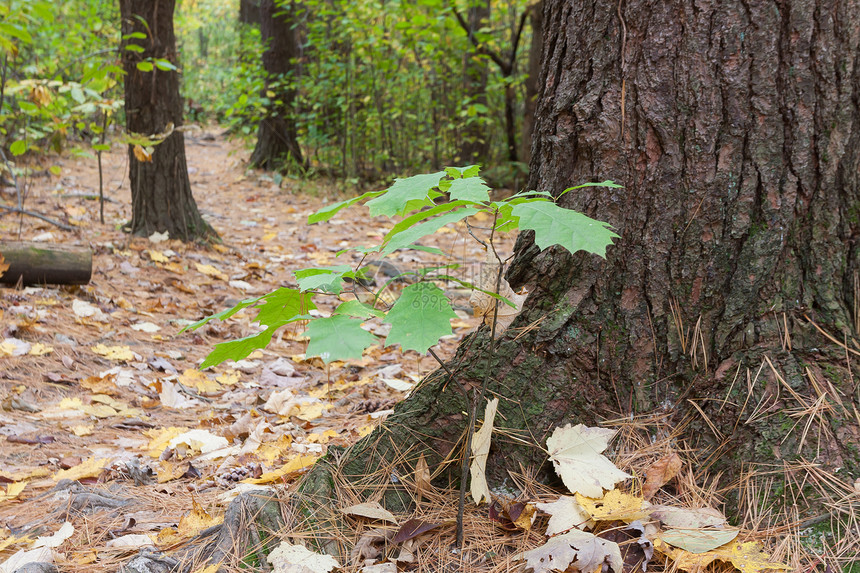一棵小橡树生长在针叶林中另一棵树的根部图片