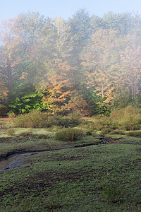 秋天的早晨有点雾小溪流过绿色的草地图片