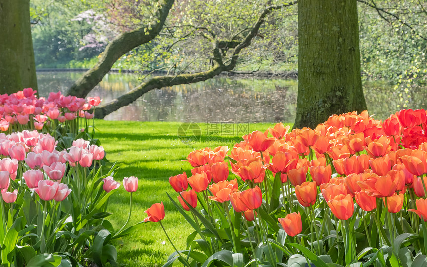 被称为欧洲花园的库肯霍夫位于荷兰南荷兰省的利瑟每年开放8周图片