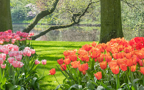周震南被称为欧洲花园的库肯霍夫位于荷兰南荷兰省的利瑟每年开放8周背景