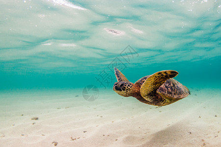 夏威夷绿海龟在夏威夷太平洋温暖图片