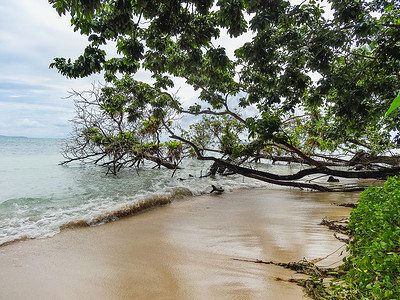 加勒比海lamiel巴拿马海岸的绿色棕榈树图片