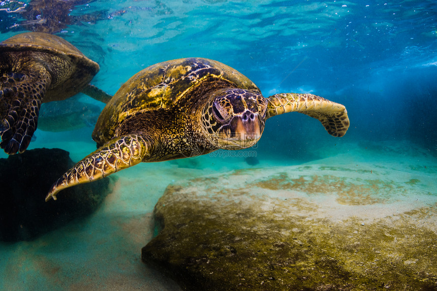 夏威夷绿海龟在夏威夷太平洋温暖图片