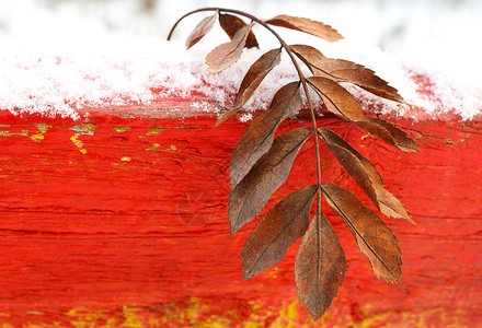 红木耙背景上的罗文叶特写冬季雪高清图片