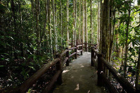 查看泰国南部甲米的翡翠池在东南亚美丽的ThungTeao森林公图片