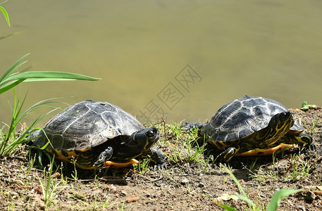 池塘边的两只乌龟图片