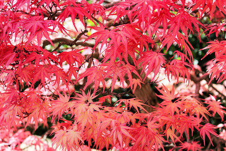 在马德里植物园的美节日庆典上红色日本图片