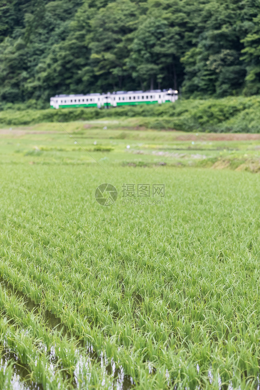 福岛县夏季的稻田和只见铁路线图片