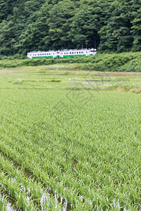 福岛县夏季的稻田和只见铁路线背景图片