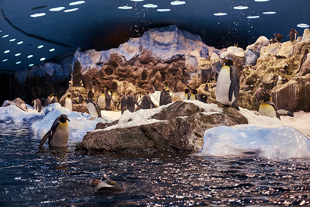 一个皇帝企鹅家族在人造环境中图片