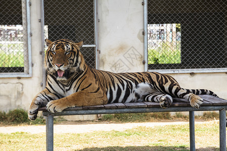 动物园里的老虎图片