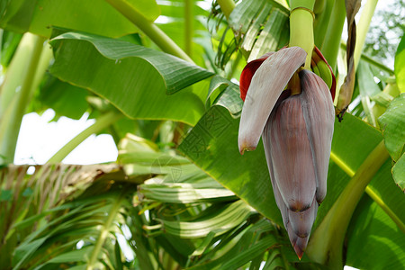 香蕉树上的香蕉花图片