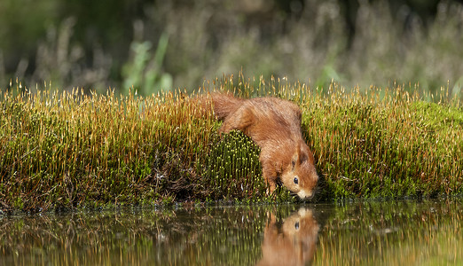 红松鼠口渴在水边喝水中倒影图片