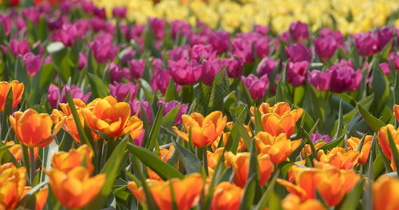 郁金香花公园景观图片