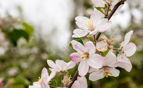 春天有果树的花丛果树排列成排行图片