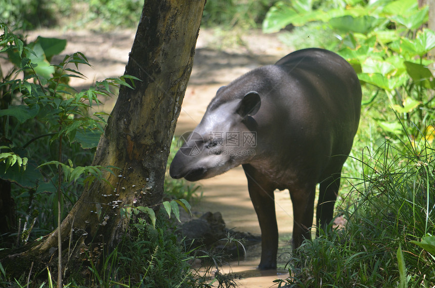 亚马逊雨林中的貘图片