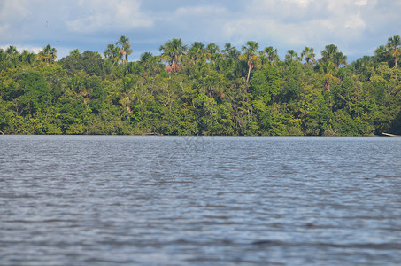 亚马逊雨林树根的景观从亚马逊河靠近图片