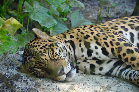 亚马逊雨林的美洲虎高清图片
