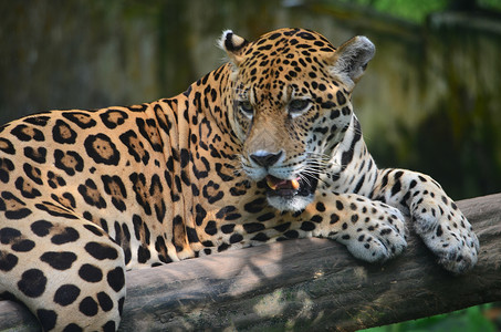 亚马逊雨林的美洲虎图片