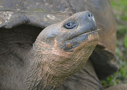 加拉帕戈斯陆龟图片