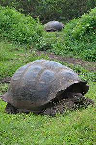 乌龟是最大的乌龟生物种背景图片